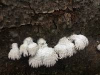 Schizophyllum commune image