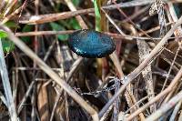 Psilocybe azurescens image