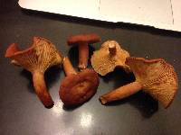 Lactarius rufulus image