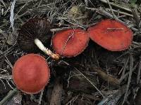 Leratiomyces ceres image