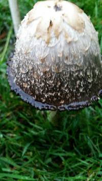 Coprinus comatus image