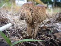 Parasola auricoma image