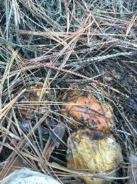 Suillus pungens image