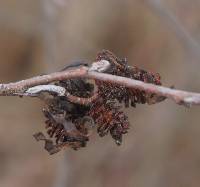 Media resource of Taphrina robinsoniana