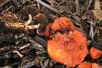 Leratiomyces ceres image