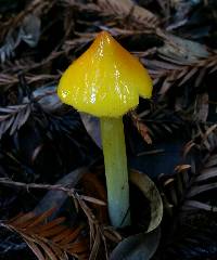 Hygrocybe acutoconica image