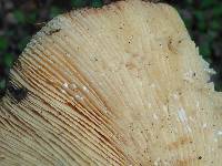 Lactarius alnicola image