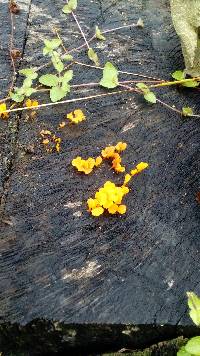 Dacryopinax spathularia image