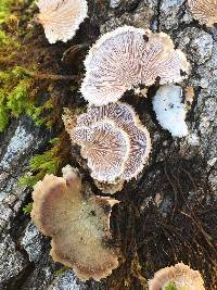 Schizophyllum commune image