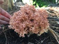 Media resource of Ramaria botrytoides