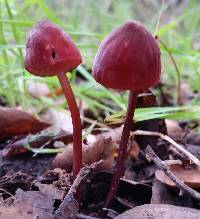 Marasmius plicatulus image