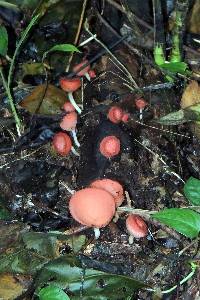 Image Associated With the Occurrence