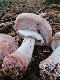 Amanita novinupta image