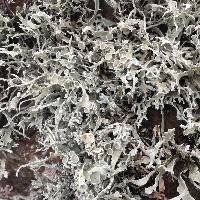 Niebla homalea image