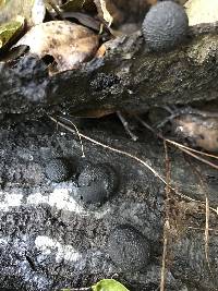 Annulohypoxylon thouarsianum image