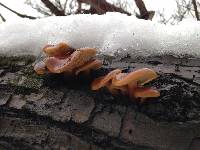 Flammulina velutipes image