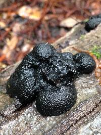 Annulohypoxylon thouarsianum image