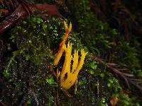 Clavulinopsis fusiformis image