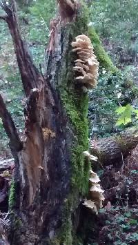 Pleurotus ostreatus image