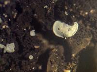 Normandina pulchella image