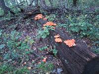 Laetiporus sulphureus image