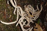 Clavaria fragilis image