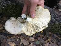 Pleurotus ostreatus image