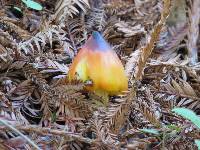 Hygrocybe singeri image