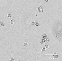 Thumbnail image of current specimen