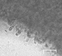 Thumbnail image of current specimen