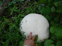 Calvatia gigantea image