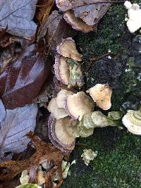 Trichaptum biforme image