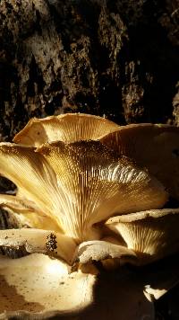 Pleurotus ostreatus image