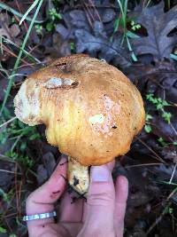 Suillus pungens image