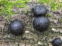 Annulohypoxylon thouarsianum image