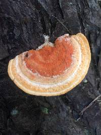 Pycnoporus coccineus image
