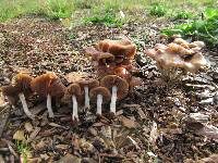 Psilocybe cyanescens image