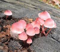 Mycena haematopus image
