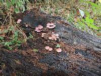 Mycena haematopus image