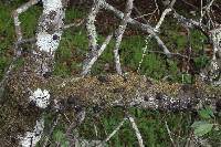 Annulohypoxylon thouarsianum image