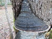 Phellinus igniarius image