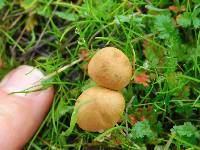 Conocybe tenera image