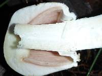Agaricus hondensis image