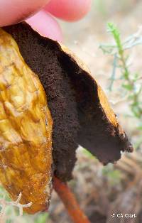 Podaxis pistillaris image
