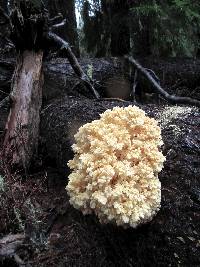 Hericium abietis image