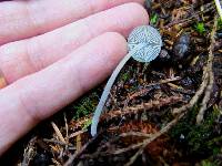 Mycena amicta image