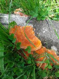 Pycnoporus coccineus image