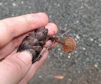 Auriscalpium vulgare image