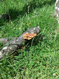 Pycnoporus coccineus image