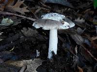 Amanita vaginata image